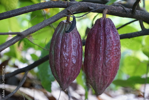 The cacao tree is a plant that can grow and grow well in tropical forests with yellow-red, oval-shaped fruit trees. There are 3 species of cacao Criollo, Forastero, and Trinitari. photo