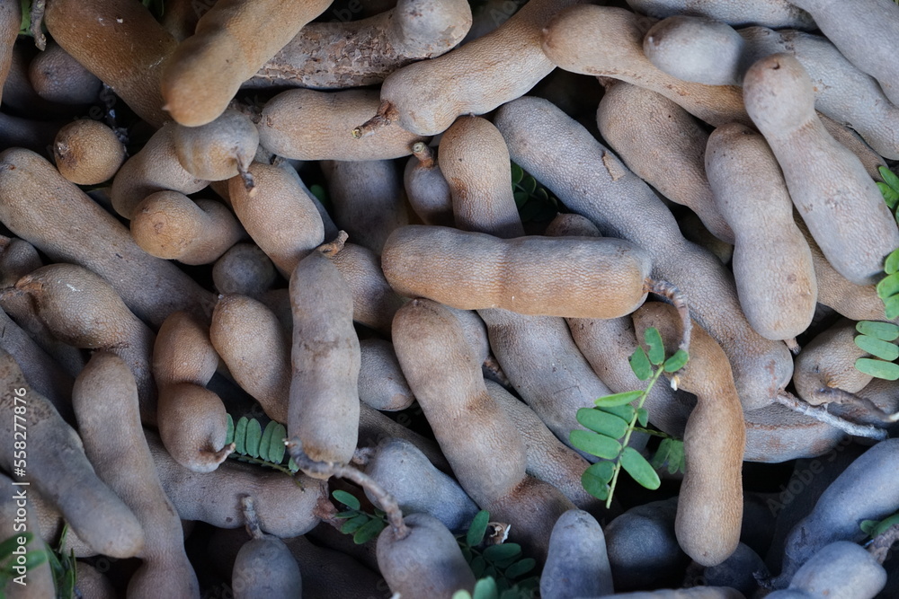 Sweet tamarind with brown pods is commonly grown in South Asia. and