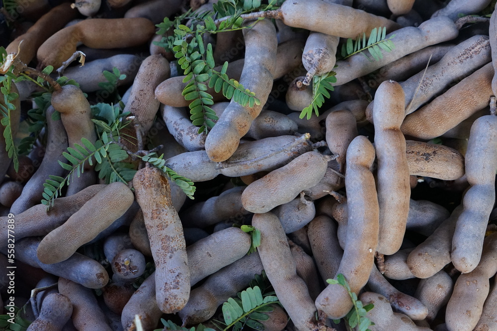 Sweet tamarind with brown pods is commonly grown in South Asia. and
