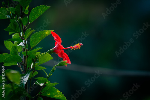 flor cayena de campana roja photo
