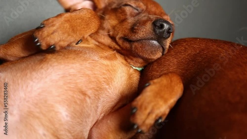 The dog puppy is lying belly up. The puppy is relaxing.  photo