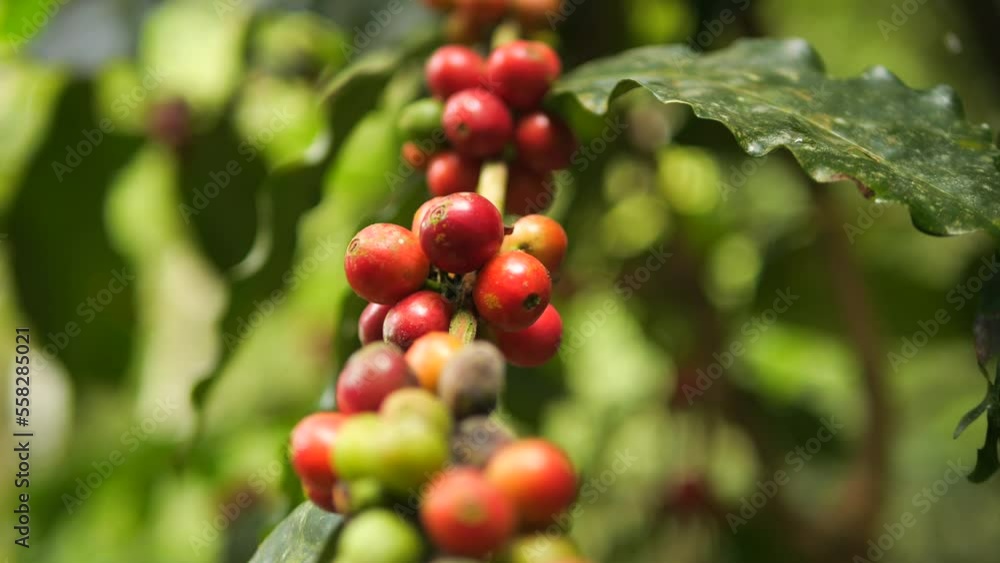 Organic Ripe Coffee Beans Berries on a Tree Branch at Mountain Plantation Farm High Quality 4K Slowmotion Agriculture Concept Footage. Northern Thailand. Organic Ripe Coffee Beans Berries on a Tree Branch at Mountain Plantation Farm High Quality 4K Slowmotion Agriculture Concept Footage. Northern Thailand.
