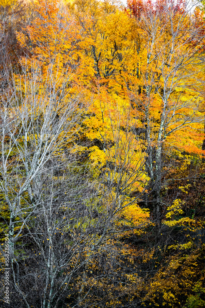 Yellowed maple grove with colorful crowns and already fallen leaves in the mountains of Vermont