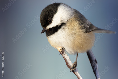 Fluffy chickadee is sitting on a thin branch on a blue background.