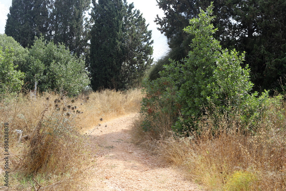 Forest country road in northern Israel. Forest country road in northern Israel.