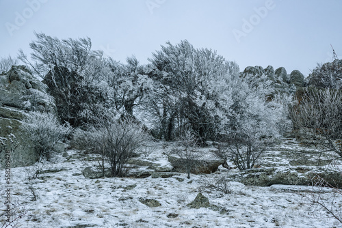 Bushes frozen in ice on Demerdzhi mountain slope in spring. Crimea photo