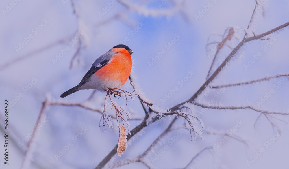 Eurasian bullfinch male, winter background with bird Eurasian bullfinch male, winter background with bird