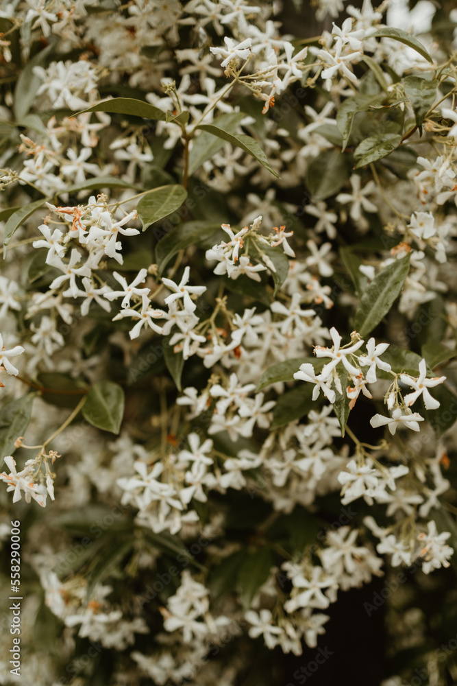 Cropped texture image of white flower leaves and plants Cropped texture image of white flower leaves and plants