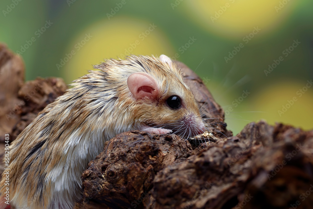Obraz premium Close-up photo of Fat tailed_ gerbil (Pachyuromys duprasi)