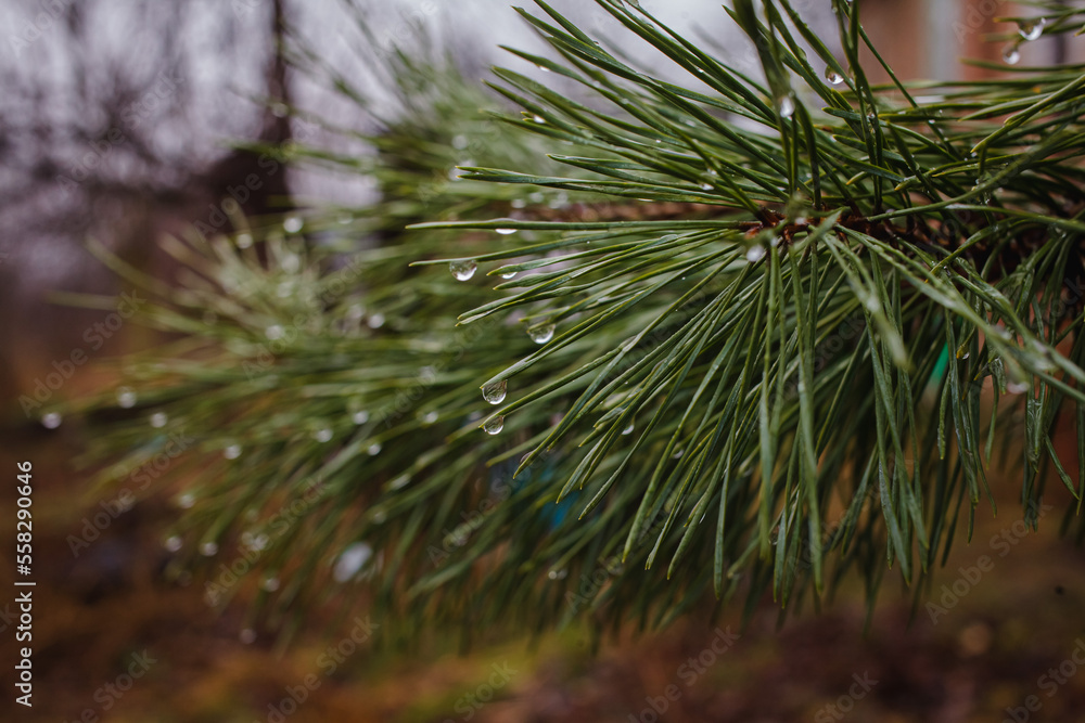 Christmas tears from raindrops on pine Christmas tears from raindrops on pine