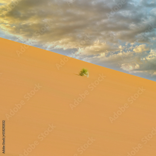Namibia, the Namib desert, grass in the red dunes in rain season 