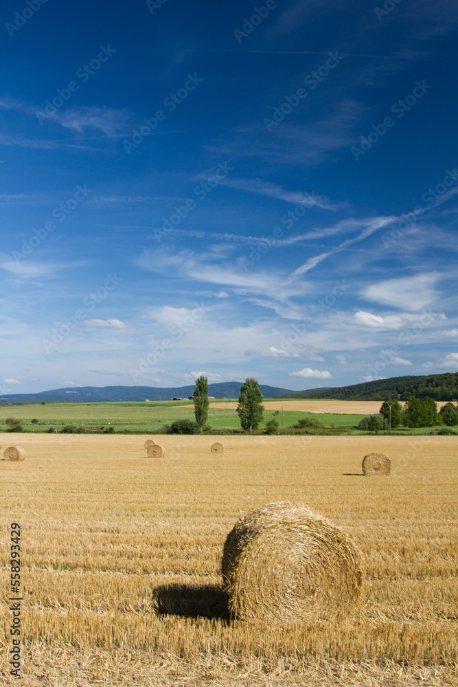 Fototapeta premium Harvest field in the nature