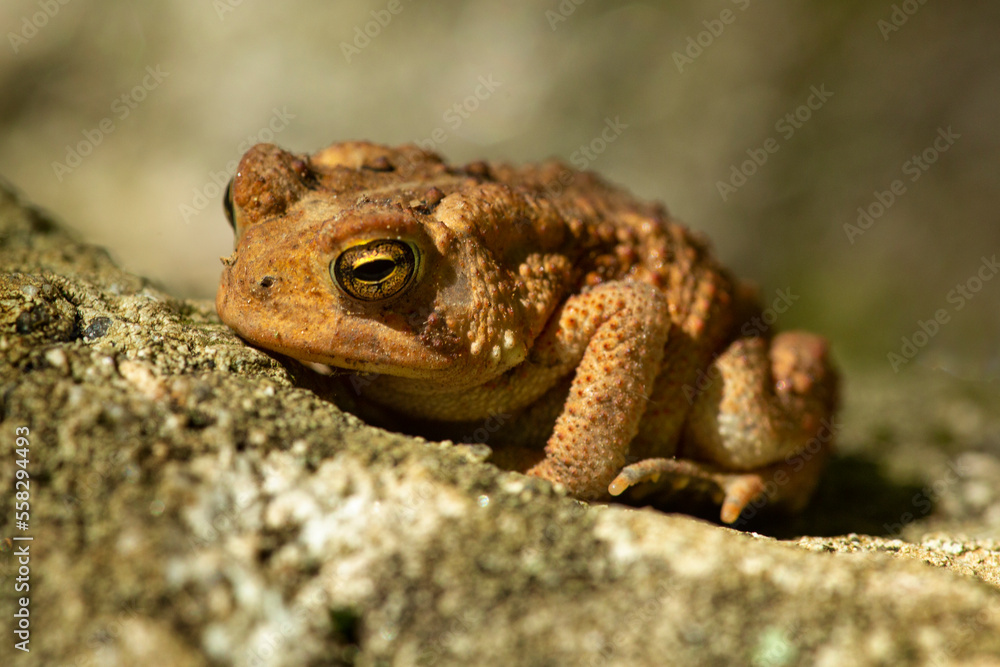 American toad sunning on a rock at Blackledge Falls, Connecticut. American toad sunning on a rock at Blackledge Falls, Connecticut.