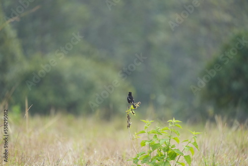 bird flying during the day in front of the forest © Nattaphon W.
