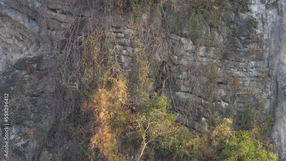 Wild Dusky Monkey Leaf Group on Limestone Cliff - Wildlife Wide Scenery Wild Dusky Monkey Leaf Group on Limestone Cliff - Wildlife Wide Scenery