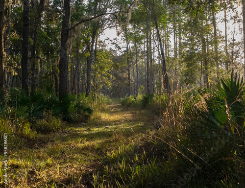 path in a pine savannah 