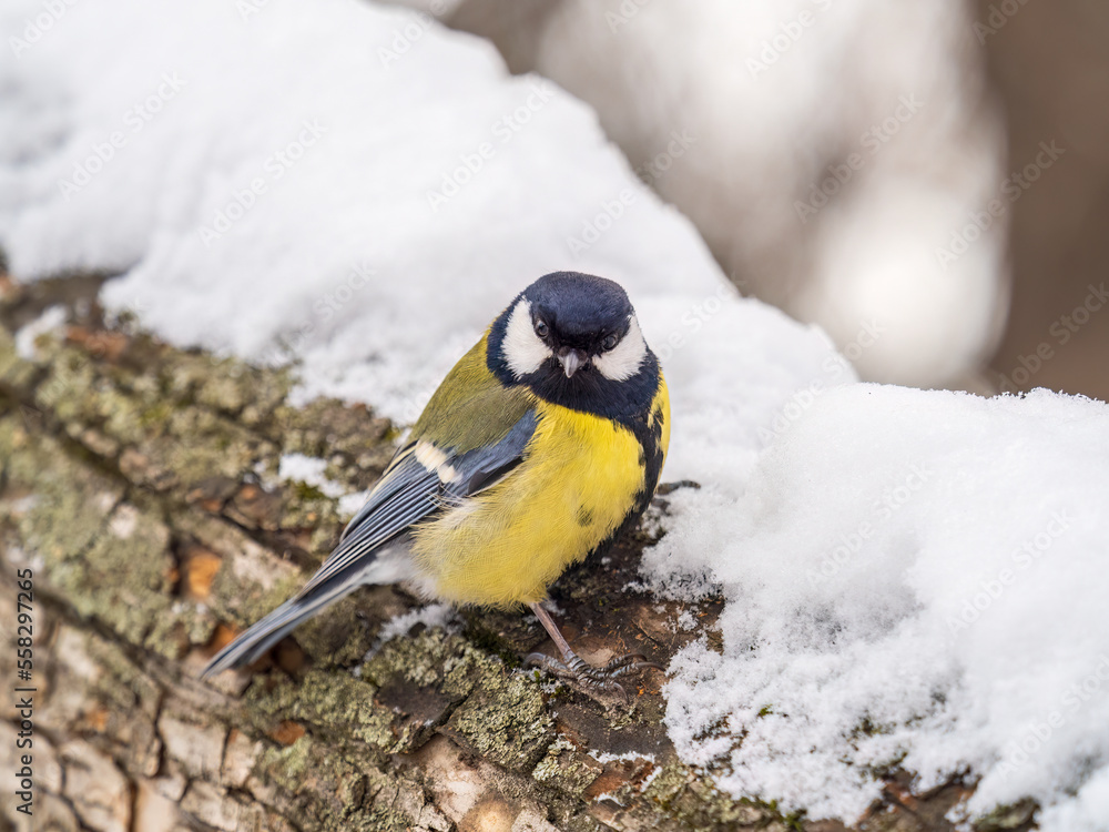 Naklejka premium A tit is looking for food on a tree trunk.