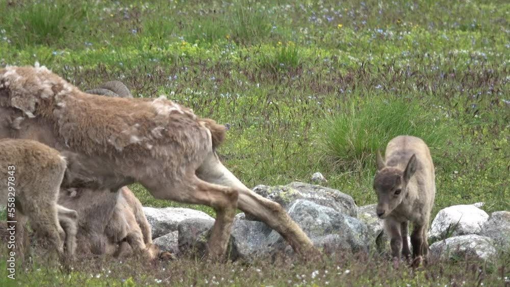 Caucasus, Mizhergi gorge. A herd of aurochs in an alpine meadow. Caucasus, Mizhergi gorge. A herd of aurochs in an alpine meadow.