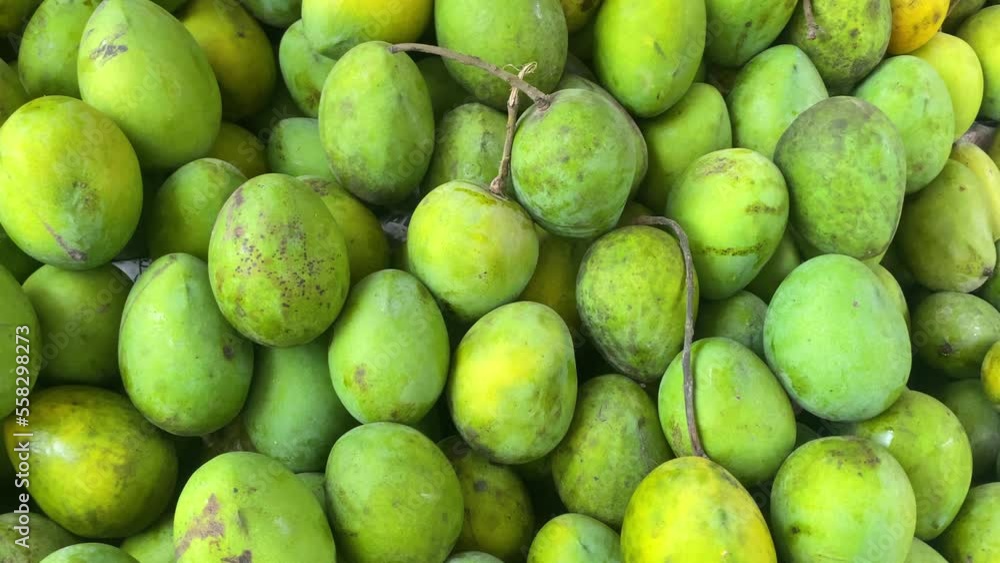 A multitude of freshly picked green mangoes A multitude of freshly picked green mangoes
