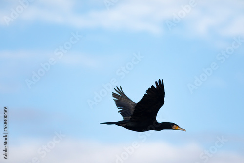 Cormorán grande (Phalacrocorax carbo)​ en vuelo / volando sobre un cielo azúl