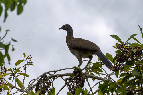 Ein junger Rostbauchguan sitzt freigestellt in der Seitenansicht auf einem Strauch in Costa Rica photo