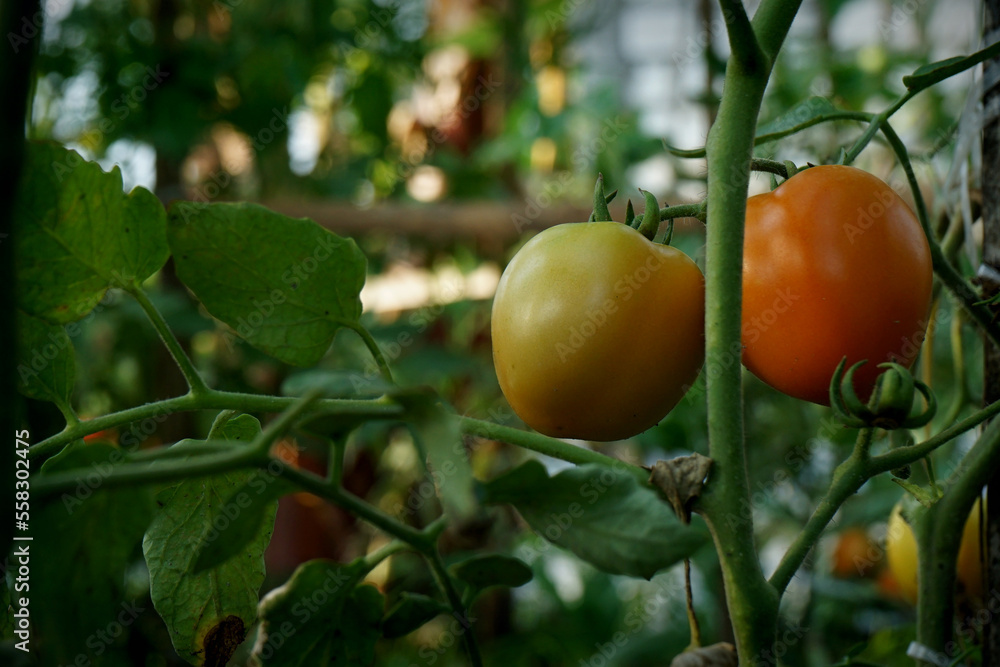 tomatoes are fruiting on the tree