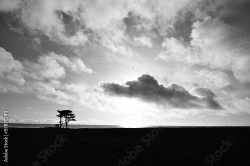 black and white trees moody cloudy landscape along the Pacific coastal