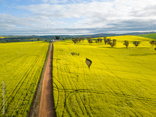 Canola farmlands in rural NSW Australia
