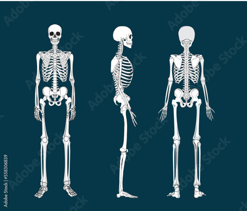 Human skeleton illustration 