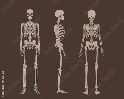 Human skeleton illustration 
