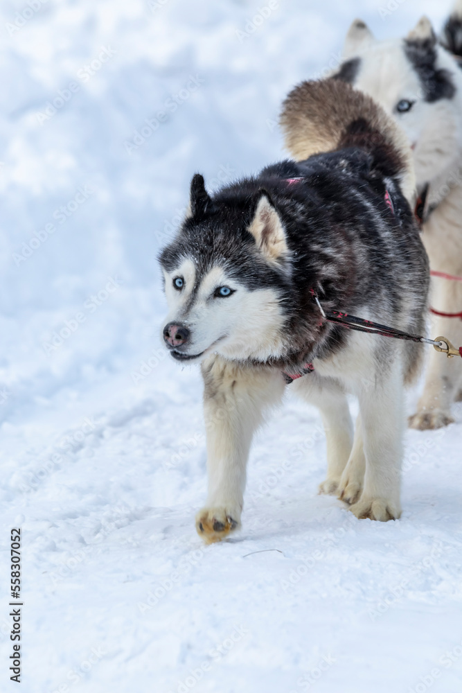 hound dog breed husky in the snow