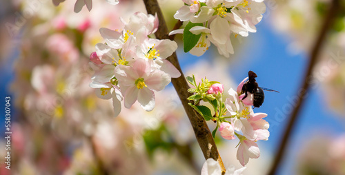 Blue bumblebee on a blossoming sakura tree. Beautiful spring landscape of wild nature. © Vera