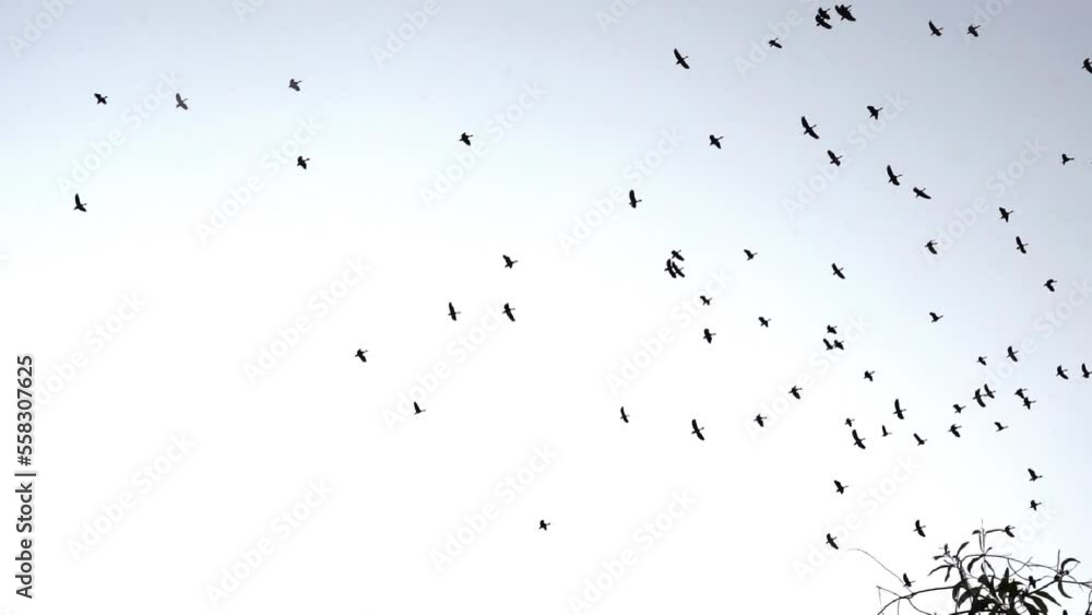 Birds flying on the sky. Birds flying on the sky.