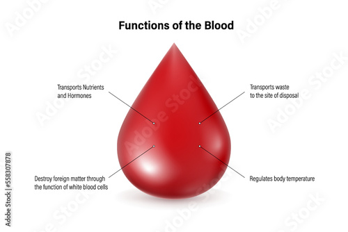 Functions of the Blood. Diagrams for scientific and medical studies. Blood cells vector.