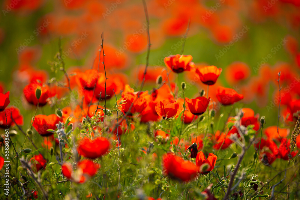 Fototapeta premium Spring, field of poppy flowers. The concept of the freshness of the morning nature. Spring landscape of red wildflowers. Beautiful landscape, pnorama long banner.