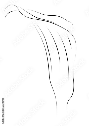 calla lily ,Minimalist line drawing 