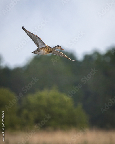 mallard in flight