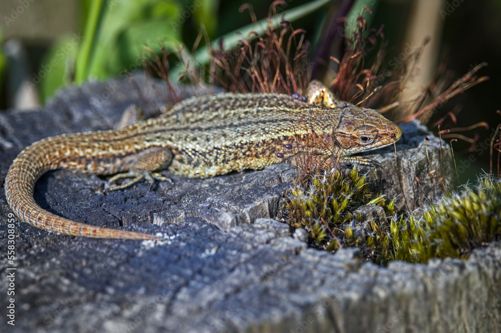 Fototapeta premium common lizard on a tree log 