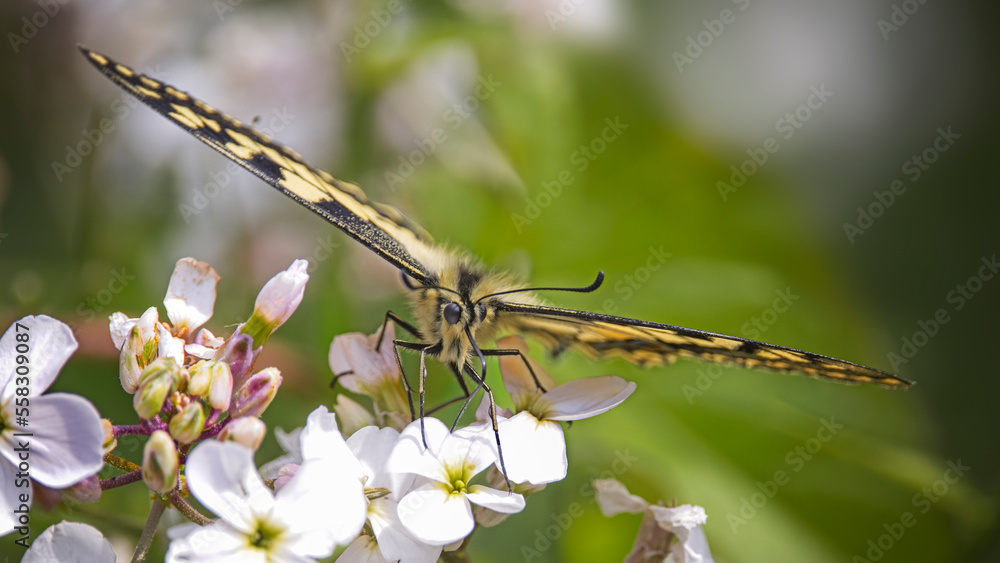close up of a swallowtail butterfly on white sweet rocket  flower