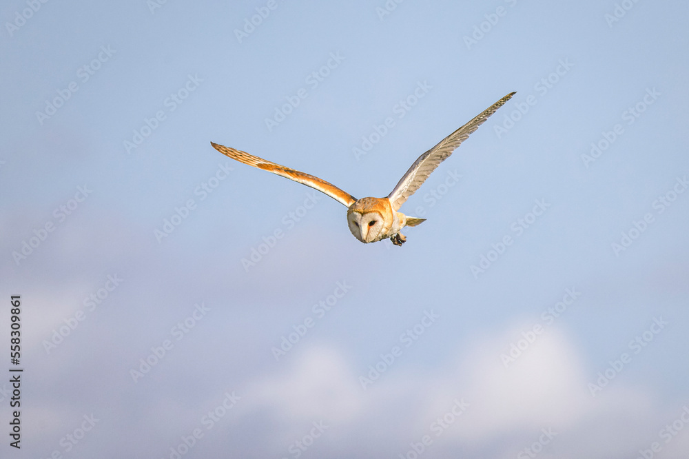 barn owl in flight hunting with blue sky background barn owl in flight hunting with blue sky background