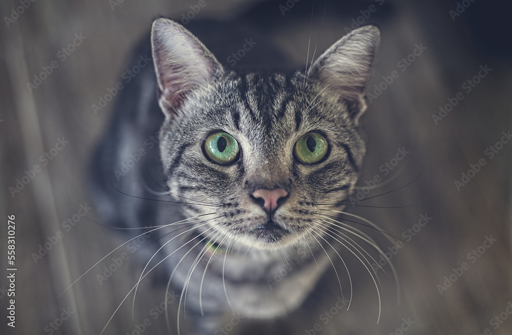Lookup staring alert and intently cat. Lookup staring alert and intently cat.
