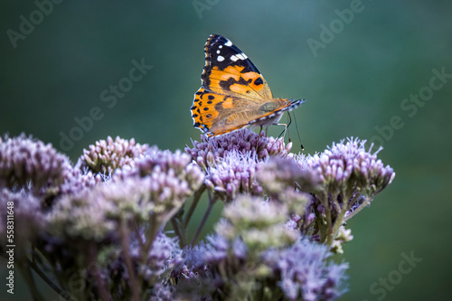 Painted lady buttery on agrimony flower