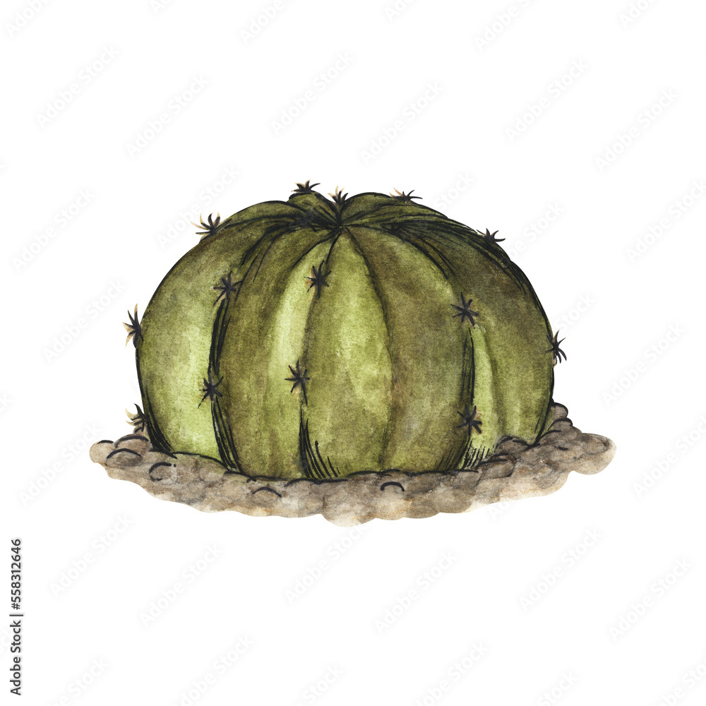 Naklejka premium Cactus. Watercolor illustration.