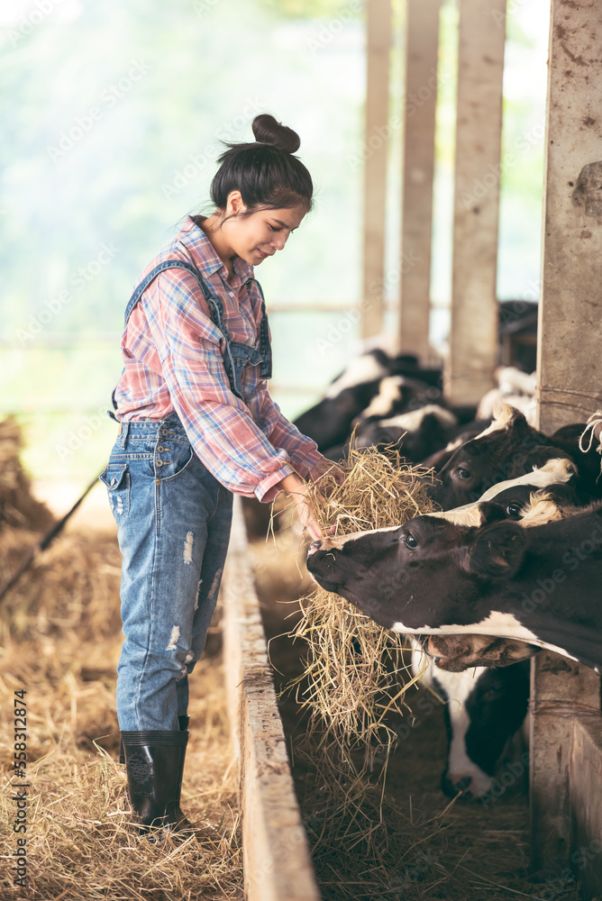 Asian young woman farmer working with hay for feeding cow in dairy farm ...