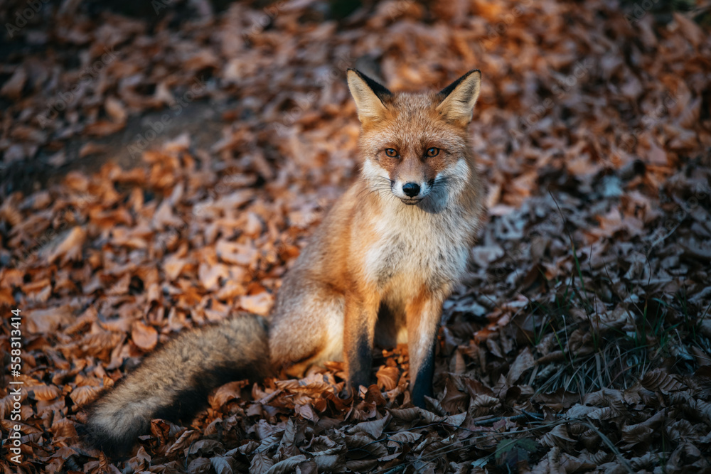 Obraz premium Close up of a red fox vulpes in the forest at sunset.