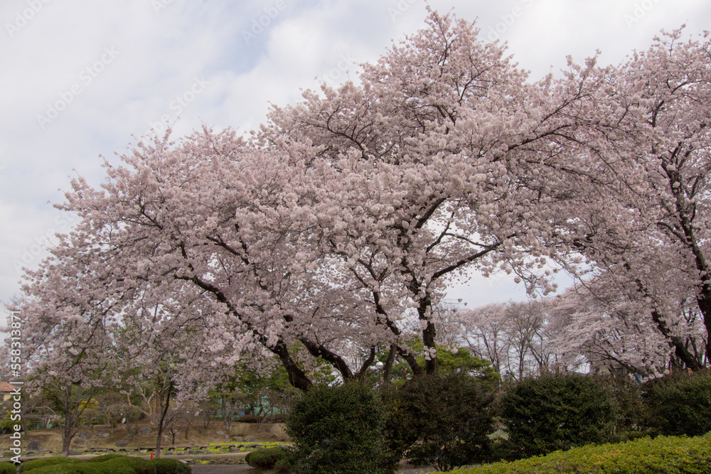 Cherry blossoms in spring in a garden, Japan Cherry blossoms in spring in a garden, Japan