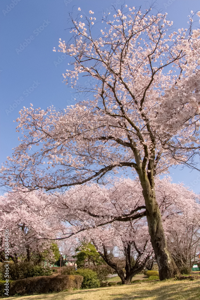 Cherry blossom in spring, Japan Cherry blossom in spring, Japan