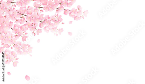 水彩の桜のベクターイラスト背景