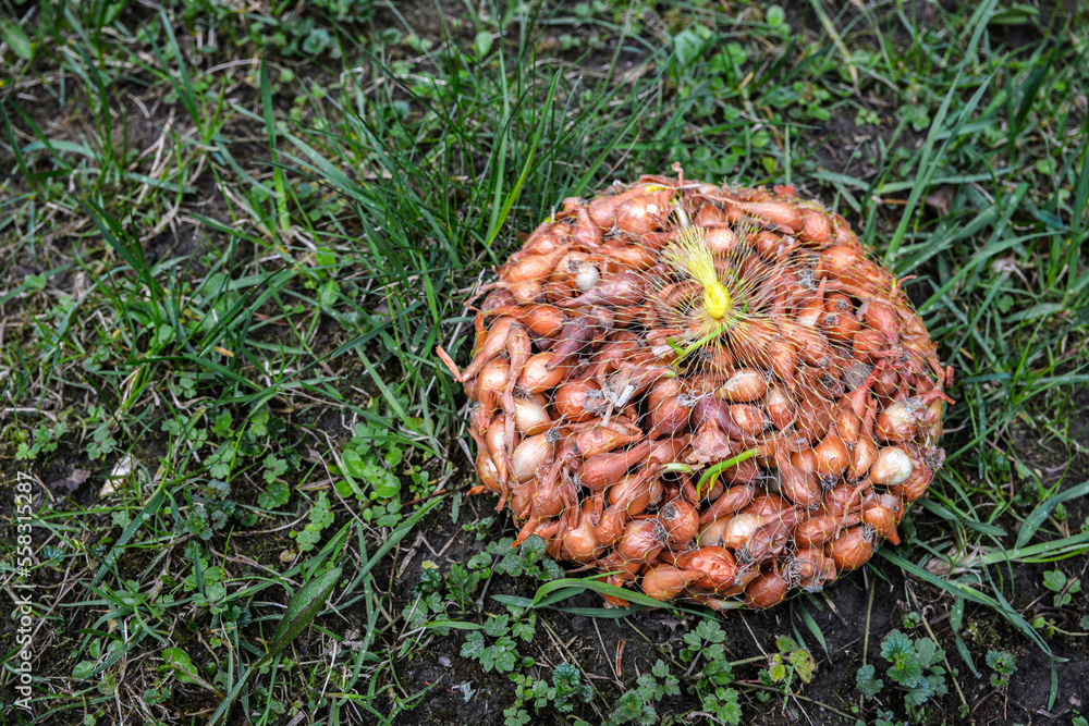 Small bulbs of onions for planting in assortment Small bulbs of onions for planting in assortment