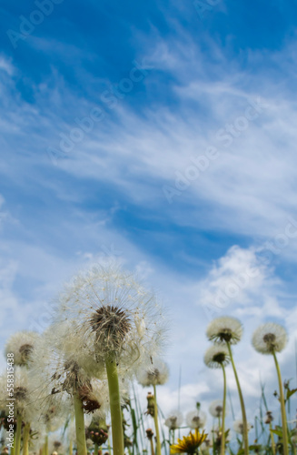 Dandelion flowers at blue sky background.